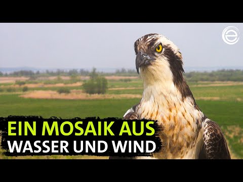 Wildes Deutschland ‒ Die Müritz | Erlebnis Erde