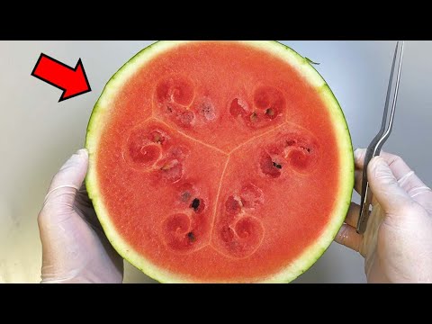 수박을 가로로 자르면 특이한 무늬가 있습니다 (진짜임)