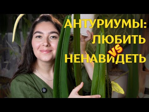 30+ АНТУРИУМОВ | самые СКАНДАЛЬНЫЕ растения | мой УХОД, грунт и СЛОЖНОСТИ | различаются ли ГИБРИДЫ ✨