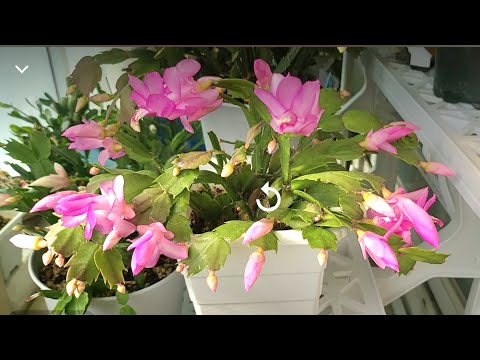 Crab Leg Cactus (Crayfish Leg) 💐 Flowering // Wow! It's that easy! (Watch the video to find out)