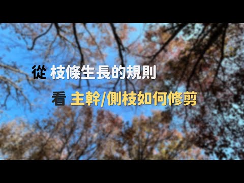 【樹呆子小學堂】從 枝條生長的規則 看 主幹側枝如何修剪 #樹木修剪