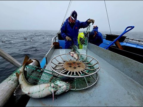 Land & Sea: Comeback Cod