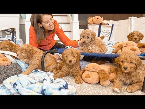 Inside the Last 24 Hours Before Our Goldendoodle Puppies Go Home