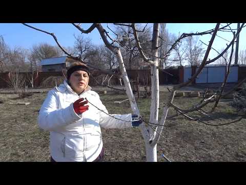 ОБРЕЗКА ЧЕРЕШНИ: 4 важных шага в обрезке.