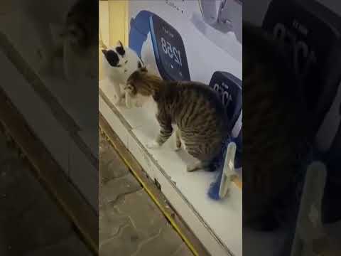 Tente Não Rir 😂 Gatos e Cachorros Mais Engraçados de 2025 🐱🐶