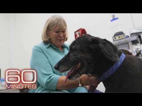 Studying dogs may reveal path to longer, healthier life for dogs, humans | 60 Minutes