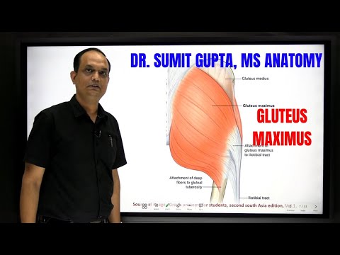 GLUTEUS MAXIMUS MUSCLE