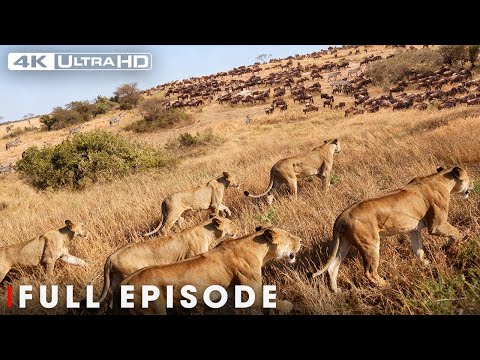 Lion Battle Zone (Mega Episode) | Nature Animal Documentary