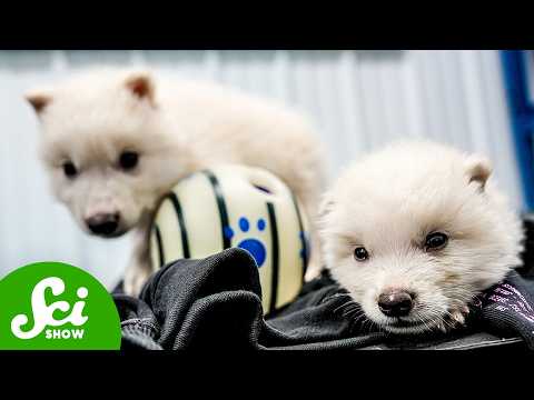 Did We Just De-Extinct Dire Wolves?!