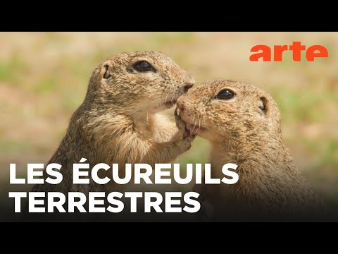 Le spermophile, rongeur des steppes | ARTE Évasion