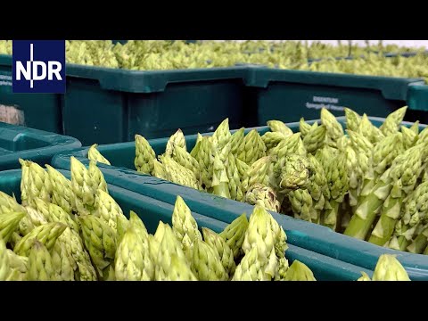 Spargel - Das Gemüse für Genießer | Wie geht das? | NDR