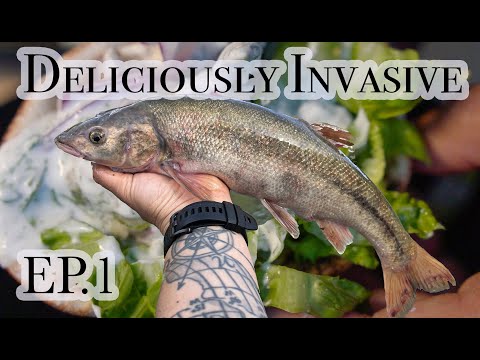 BRAND NEW SERIES: Deliciously Invasive Ep.1 | Pikeminnow