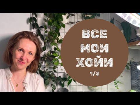 Все мои хойи. Обзор-подсчёт. Часть 1