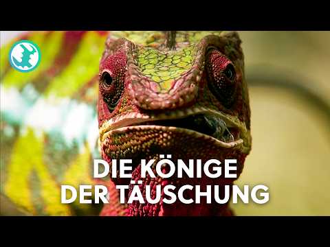 Lügen, um zu leben: Die größten Täuscher der Tierwelt