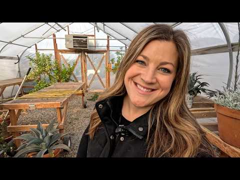 Easy Christmas Centerpiece, Lime Tree Repot & the LAST of the Bulb Planting (1,400 of Them)! 🪴🍋🌷