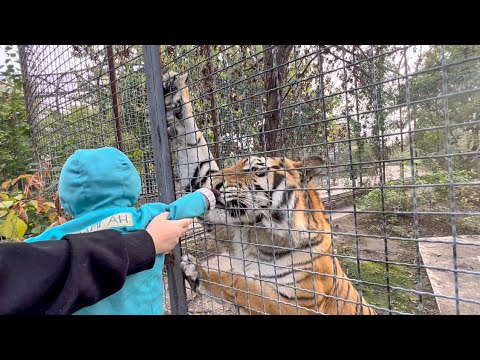 Что стало когда мы засунули РУЧКУ к ТИГРУ?!