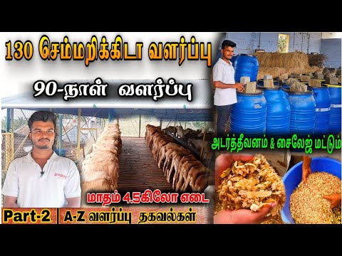 90-நாள் செம்மறி கிடாக்குட்டி வளர்ப்பு | சைலேஜ் & அடர்த்தீவனம் மட்டும் கொடுத்து குட்டி வளர்ப்பு
