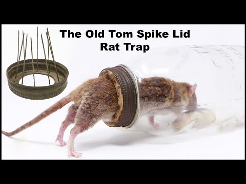 The Old Tom Spike Lid Rat Trap Fail. Mousetrap Monday