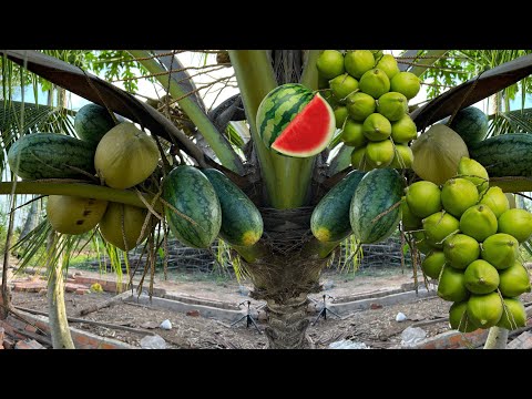 The secret way to grafting coconut with watermelon to get the fruit together in one tree