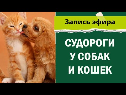 Судороги у собак и кошек. Что делать?