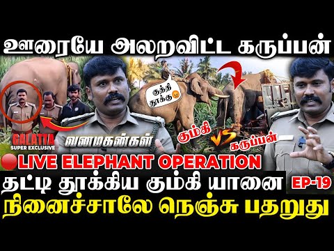 🔴கும்கி Vs கருப்பன்🔥காட்டு யானையை பிடிக்க நடந்த வினோத பூஜை😱Live Operation Karuppan | Vanamagangal-19