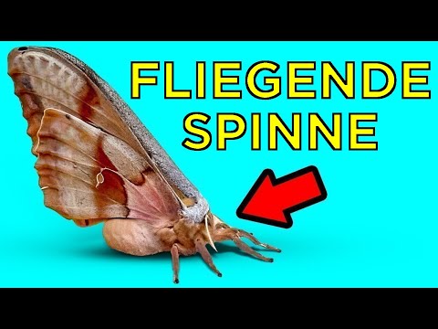 Unmögliche Tiere, die du noch nie gesehen hast – WTF!?
