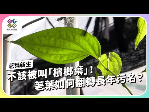不該被叫「檳榔葉」!荖葉如何翻轉長年汙名?|荖葉新生|公視 #獨立特派員 第936集 20260114