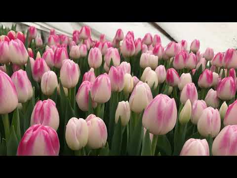 Выгонка тюльпанов. Сорт Donatello (Донателло)