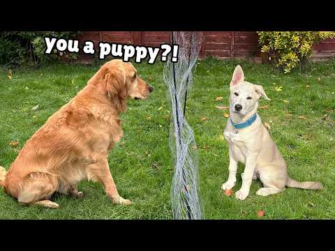 Golden Retriever Meets Giant Crazy Rescue Puppy and Helps Find Forever Home