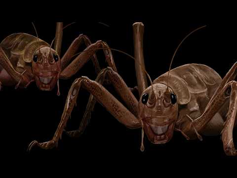 Why Islands Turn Animals Into Giants