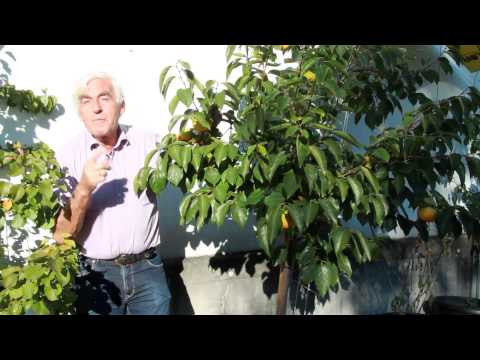 VOL.AT-Gartentipp: Der Kakibaum