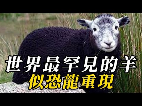 全世界最罕見的10種羊類，壹只售價307000美元！能一掌拍飛雄獅，第一名重達600斤！第壹名的仙鶴是長壽象征，生物界獨壹無二！凶猛無比沒人敢招惹，以奪走無數人的生命！#世界之最 #动物 #科普