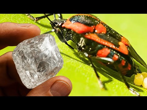 3 animals that indicate the presence of diamonds in nature!