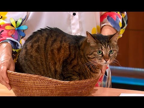 Как отучить кота ходить по кухонному столу – Все буде добре. Выпуск 1078 от 29.08.17