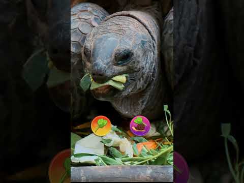 Discover the World of TURTLES 🐢