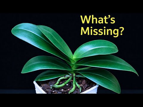 Why Healthy Orchids Still Don’t Bloom (The Missing Signals)