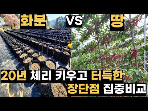🍒Cherry Blossom! Pot vs. Ground: The Verdict After 11 Years of Testing