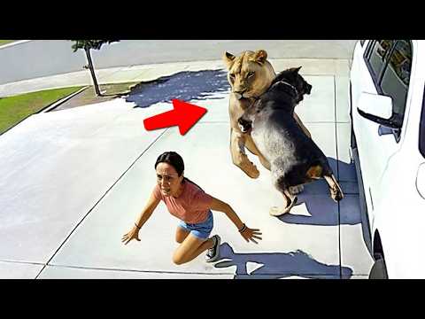 You Won't Believe How These Animals Protect Their Homes!