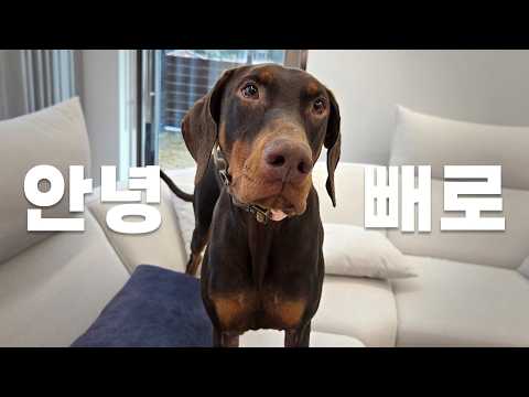 도베르만을 스웨덴으로 보냈어요