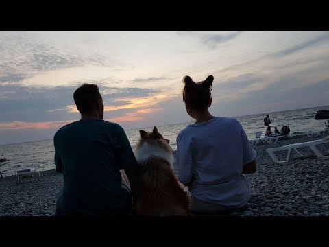 Flying with a dog in Russia | How we flew on a plane with our Sheltie.