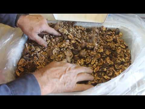 The Patriot 600 Industrial Strength Nut Cracker.