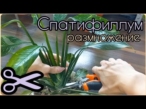 Из одного старого СПАТИФИЛЛУМА четыре новых🌱Размножение без боковых порослей🌸Женское счастье🌱Домино