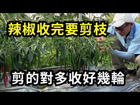 辣椒收完還會長嗎?辣椒採收後如何修剪枝條和摘辣椒葉?辣椒不怕種的少，只怕有吃不完的辣椒| 阿星種植
