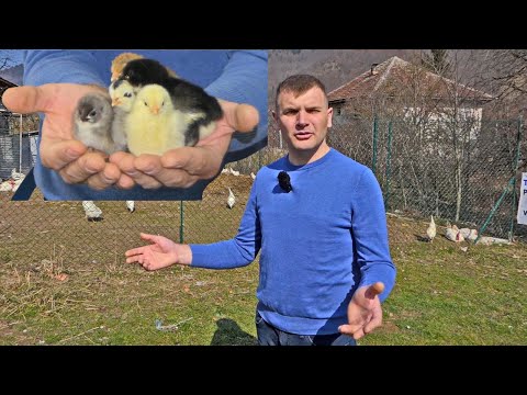 On je kralj pilića, pravi inkubatore koji su najtraženiji za koje ne treba nikakvo znanje