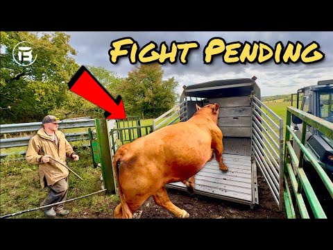 Bulling Cows Done! | Would You Risk Doing This With Your Bulls?