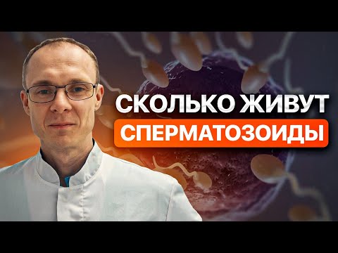 Сколько живут сперматозоиды. Врач уролог-андролог. Москва