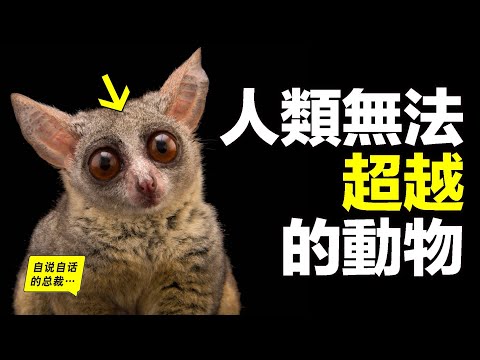 猴子：也許一種超越人類的存在，爲什麽科學家中猴子身上洞悉了華爾街的秘密？爲什麽說猴子比人類更擅長政治？|自說自話的總裁