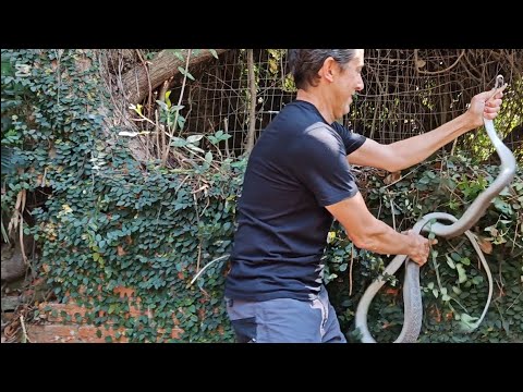 Black Mamba was sneaky, but not sneaky enough...