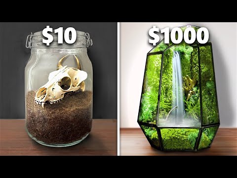 10 $ vs 1.000 $ Terrarium-Ökosystem!
