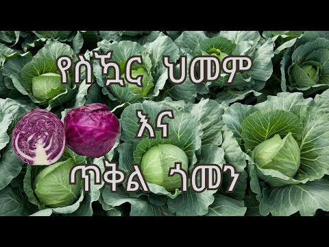 የስዃር ህመም እና ጥቅል ጎመን  !!!! DM and Cabbage